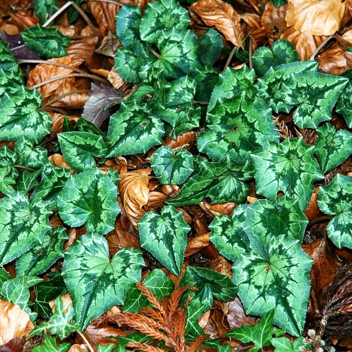 Herbst-Alpenveilchen (Cyclamen hederifolium, rosa)