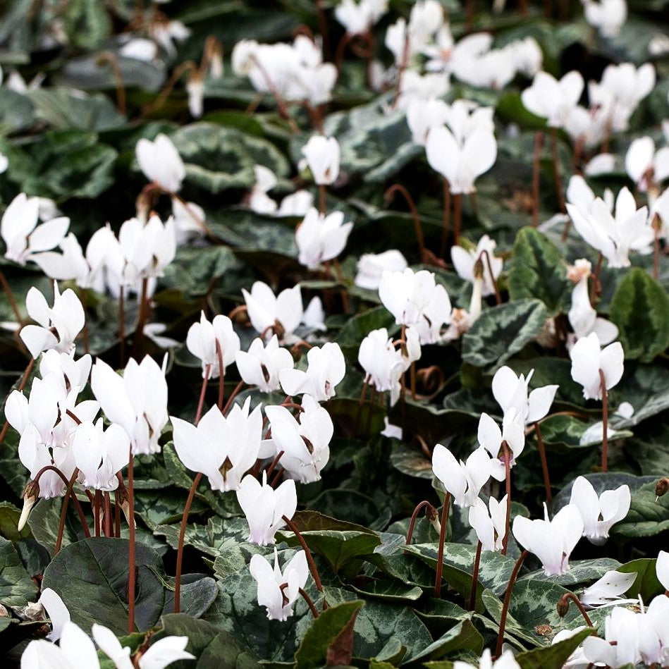 Herbst-Alpenveilchen 'Perlenteppich' (Cyclamen hederifolium)