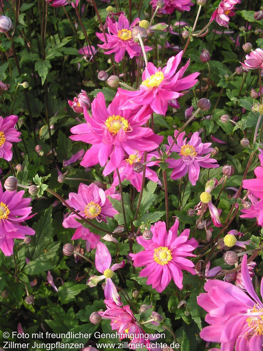 Herbst-Anemone 'Bressingham Glow' (Anemone japonica)