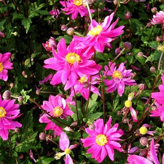 Herbst-Anemone 'Bressingham Glow' (Anemone japonica)