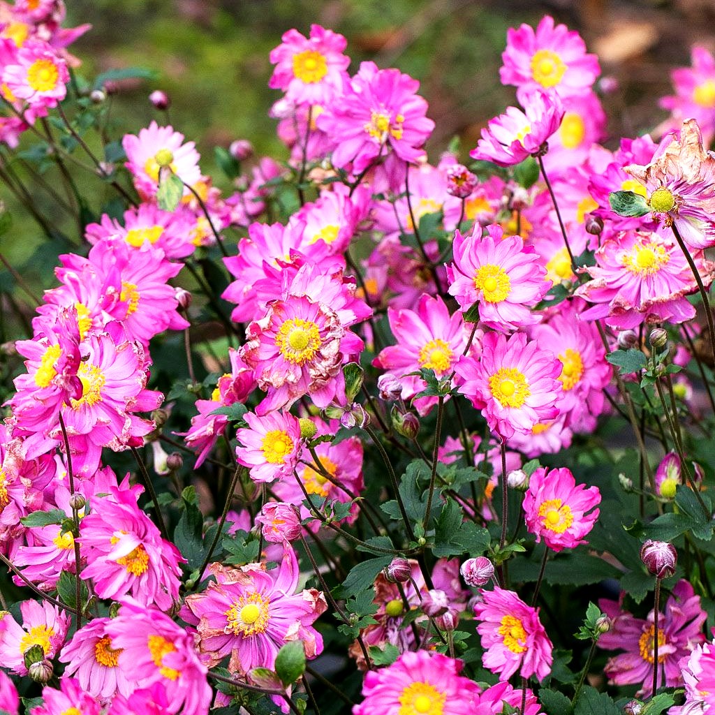 Herbst-Anemone 'Bressingham Glow' (Anemone japonica)