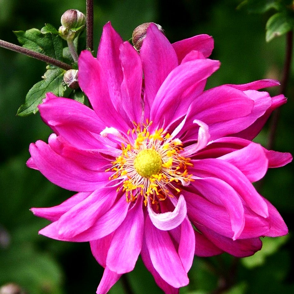 Herbst-Anemone 'Bressingham Glow' (Anemone japonica)