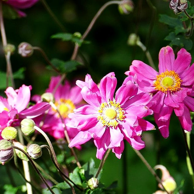 Herbst-Anemone 'Bressingham Glow' (Anemone japonica)
