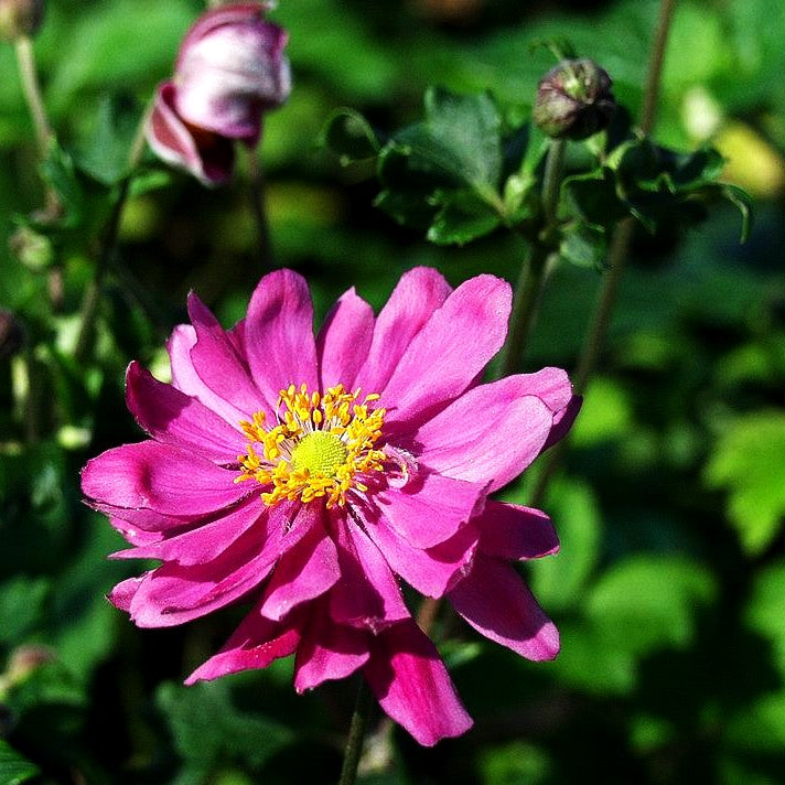 Herbst-Anemone 'Bressingham Glow' (Anemone japonica)