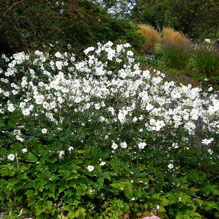 Herbst-Anemone 'Honorine Jobert' (Anemone japonica)
