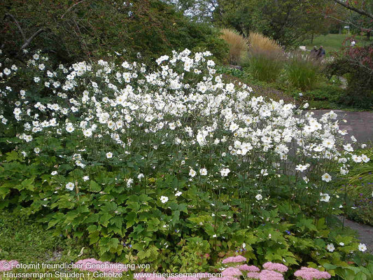 Herbst-Anemone 'Honorine Jobert' (Anemone japonica)