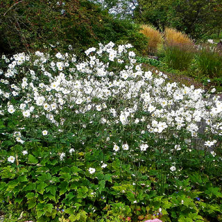 Herbst-Anemone 'Honorine Jobert' (Anemone japonica)
