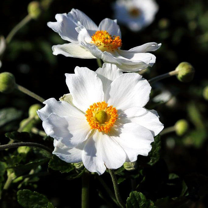 Herbst-Anemone 'Honorine Jobert' (Anemone japonica)