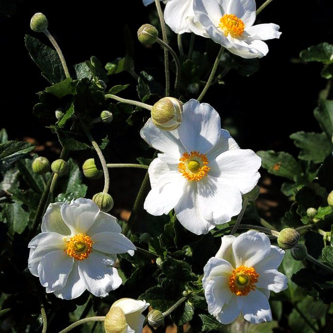 Herbst-Anemone 'Honorine Jobert' (Anemone japonica)