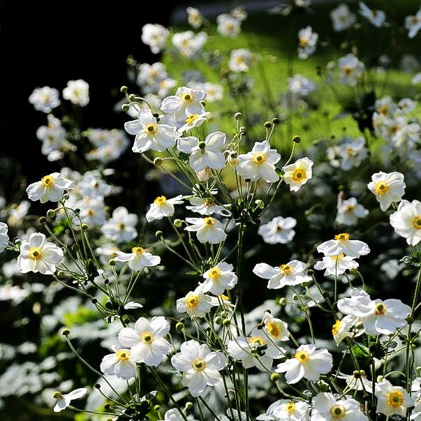 Herbst-Anemone 'Honorine Jobert' (Anemone japonica)