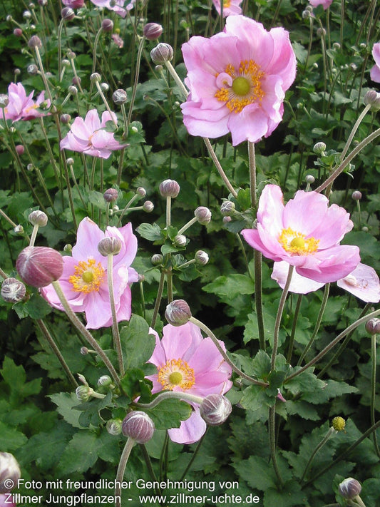 Herbst-Anemone 'Königin Charlotte' (Anemone japonica)