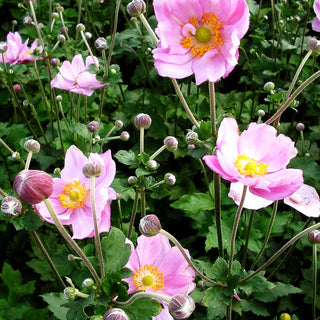 Herbst-Anemone 'Königin Charlotte' (Anemone japonica)