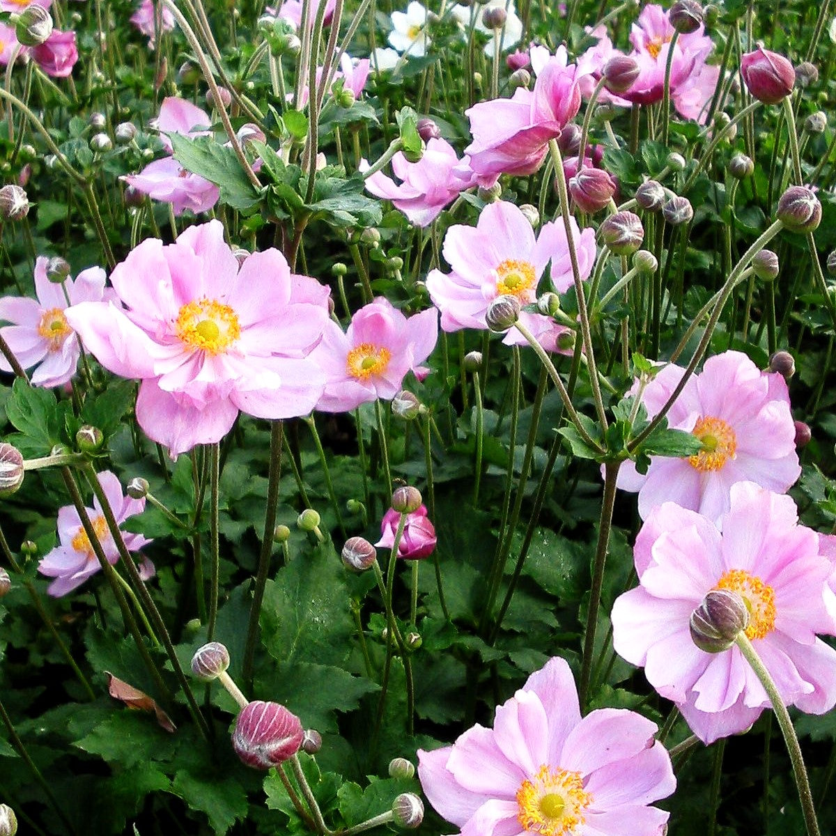 Herbst-Anemone 'Königin Charlotte' (Anemone japonica)