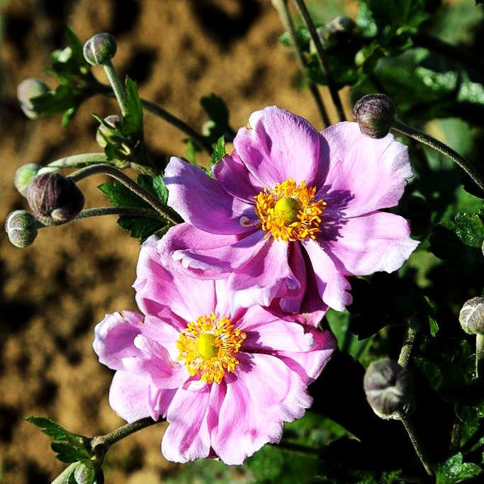 Herbst-Anemone 'Königin Charlotte' (Anemone japonica)