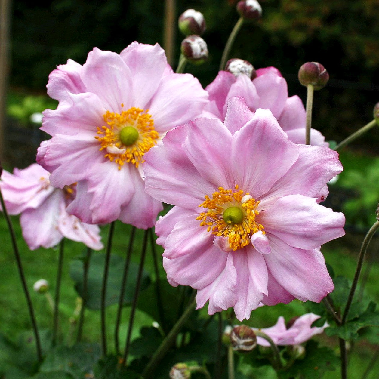 Herbst-Anemone 'Königin Charlotte' (Anemone japonica)