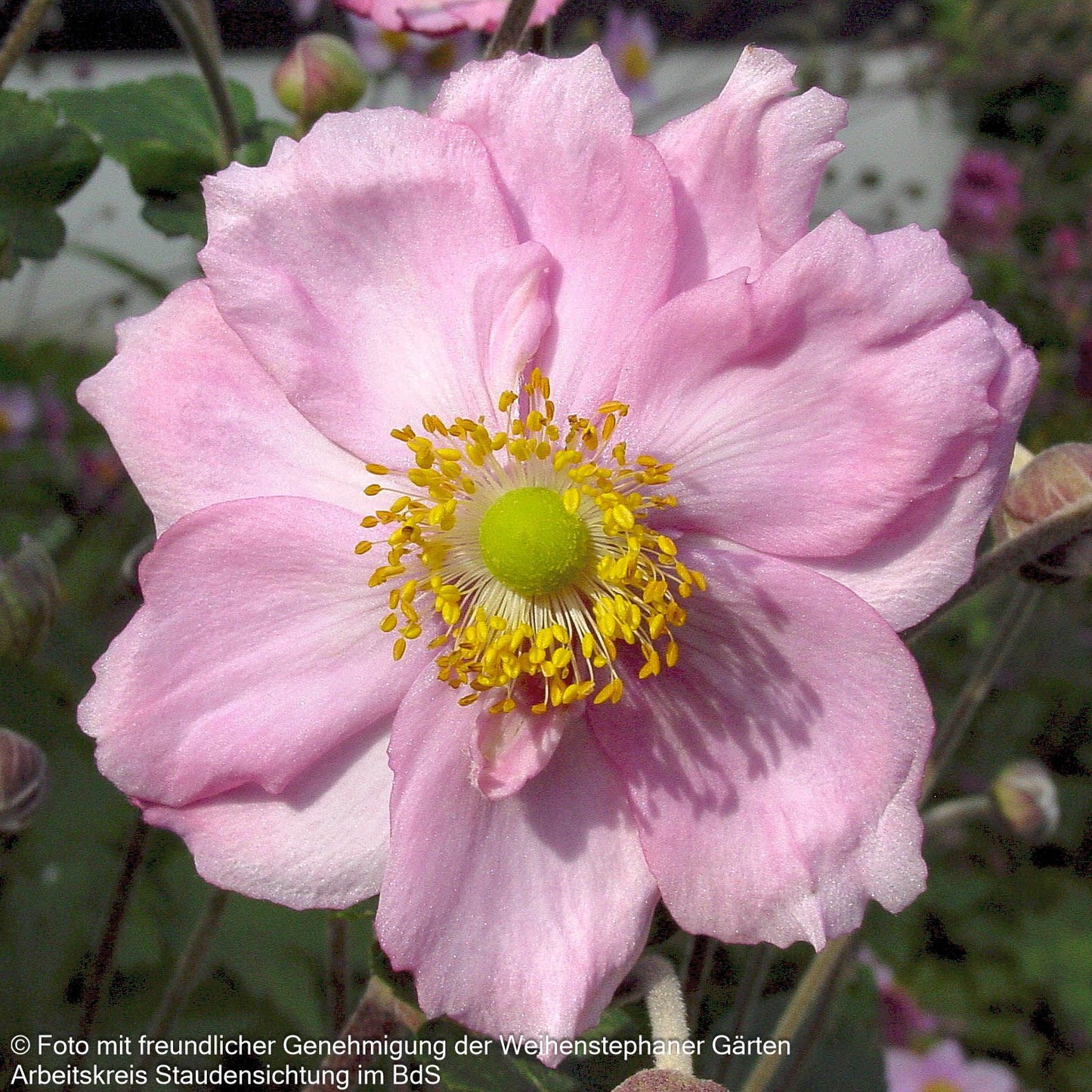 Herbst-Anemone 'Königin Charlotte' (Anemone japonica)