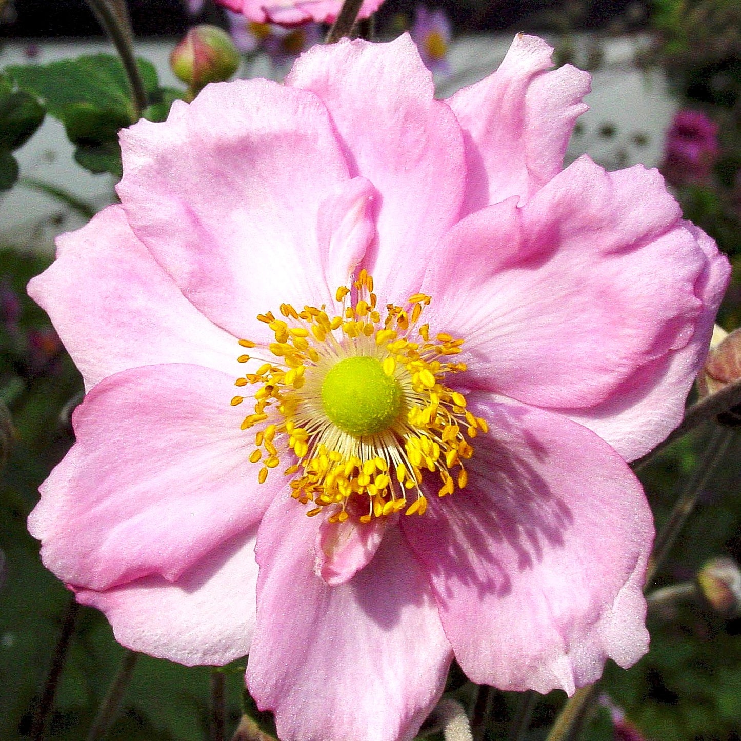 Herbst-Anemone 'Königin Charlotte' (Anemone japonica)