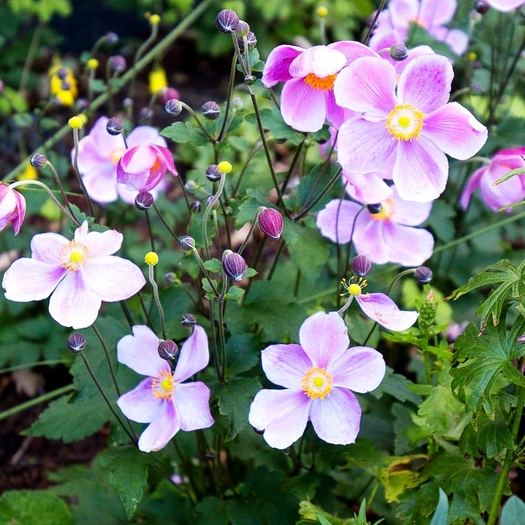 Herbst-Anemone 'Little Princess' (Anemone hupehensis)