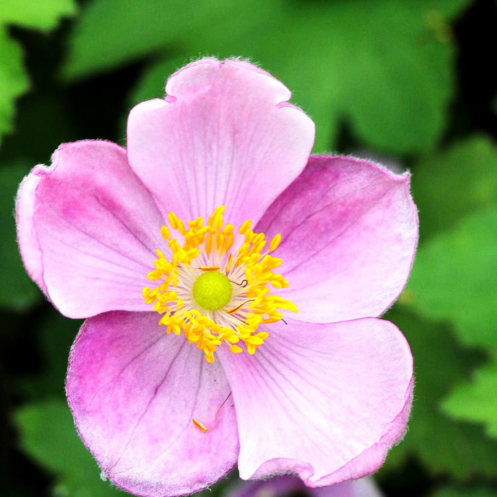 Herbst-Anemone 'Little Princess' (Anemone hupehensis)