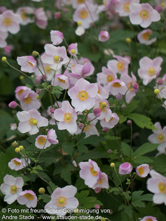 Herbst-Anemone 'Ouvertüre' (Anemone hupehensis)