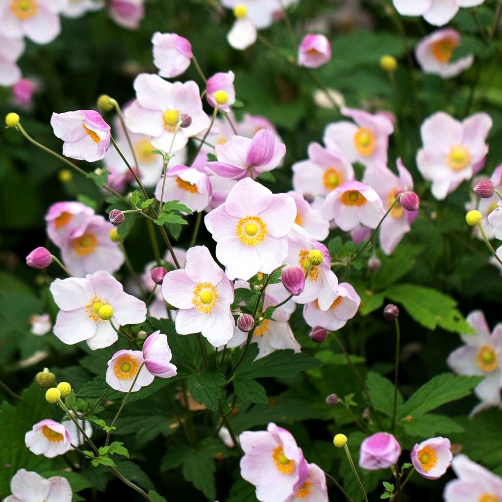 Herbst-Anemone 'Ouvertüre' (Anemone hupehensis)