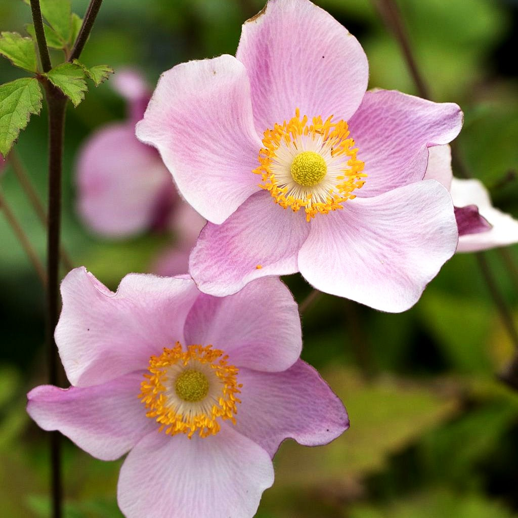 Herbst-Anemone 'Ouvertüre' (Anemone hupehensis)