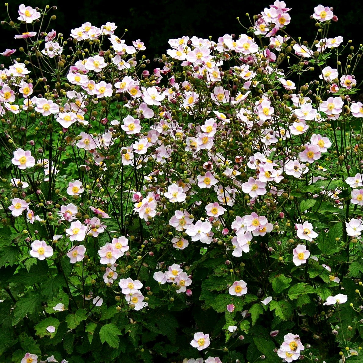 Herbst-Anemone 'Ouvertüre' (Anemone hupehensis)
