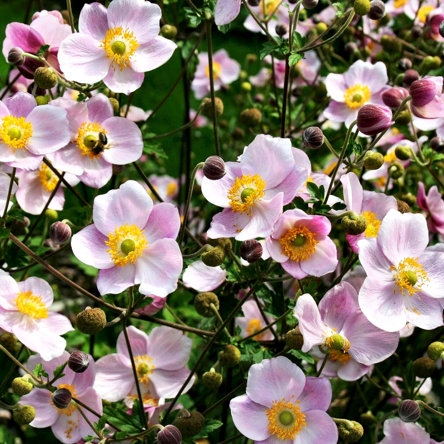 Herbst-Anemone 'Ouvertüre' (Anemone hupehensis)