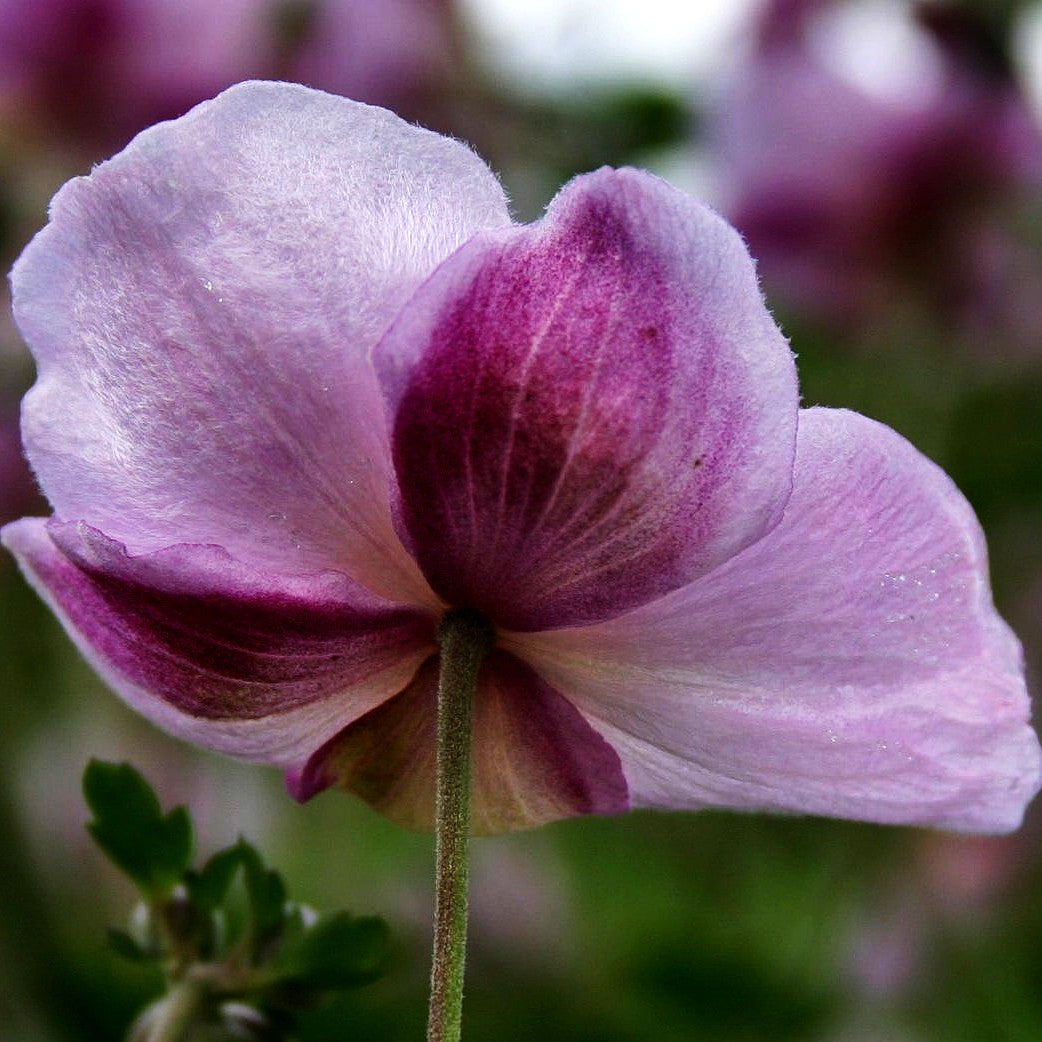 Herbst-Anemone 'Ouvertüre' (Anemone hupehensis)