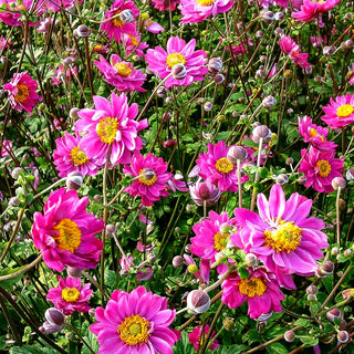 Herbst-Anemone 'Pamina' (Anemone japonica)