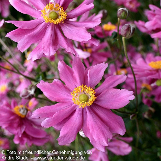 Herbst-Anemone 'Prinz Heinrich' (Anemone japonica)