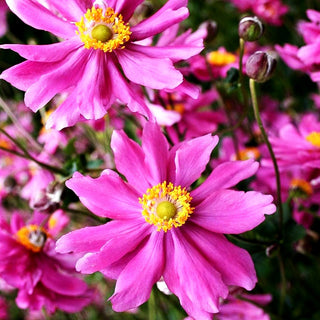 Herbst-Anemone 'Prinz Heinrich' (Anemone japonica)