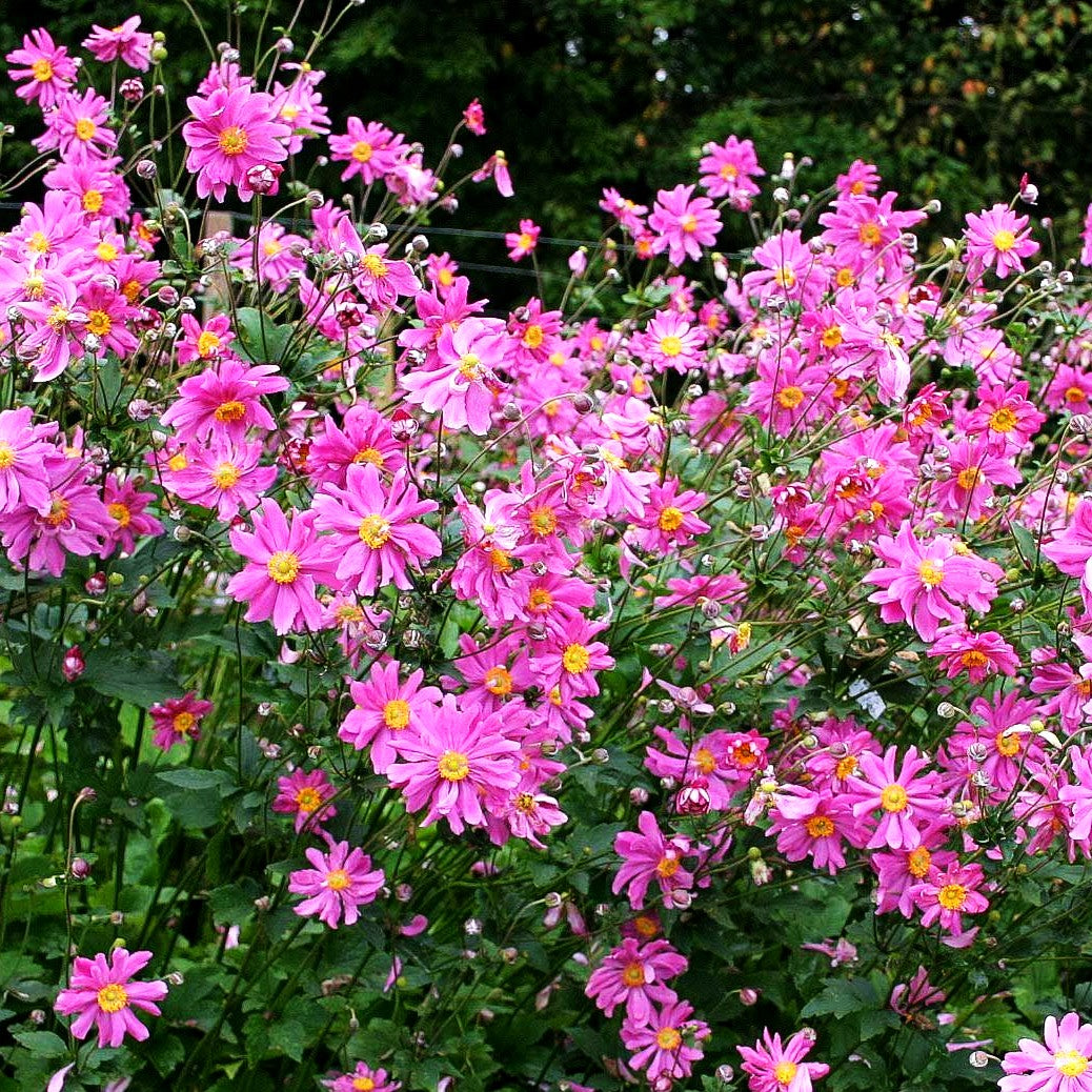 Herbst-Anemone 'Prinz Heinrich' (Anemone japonica)