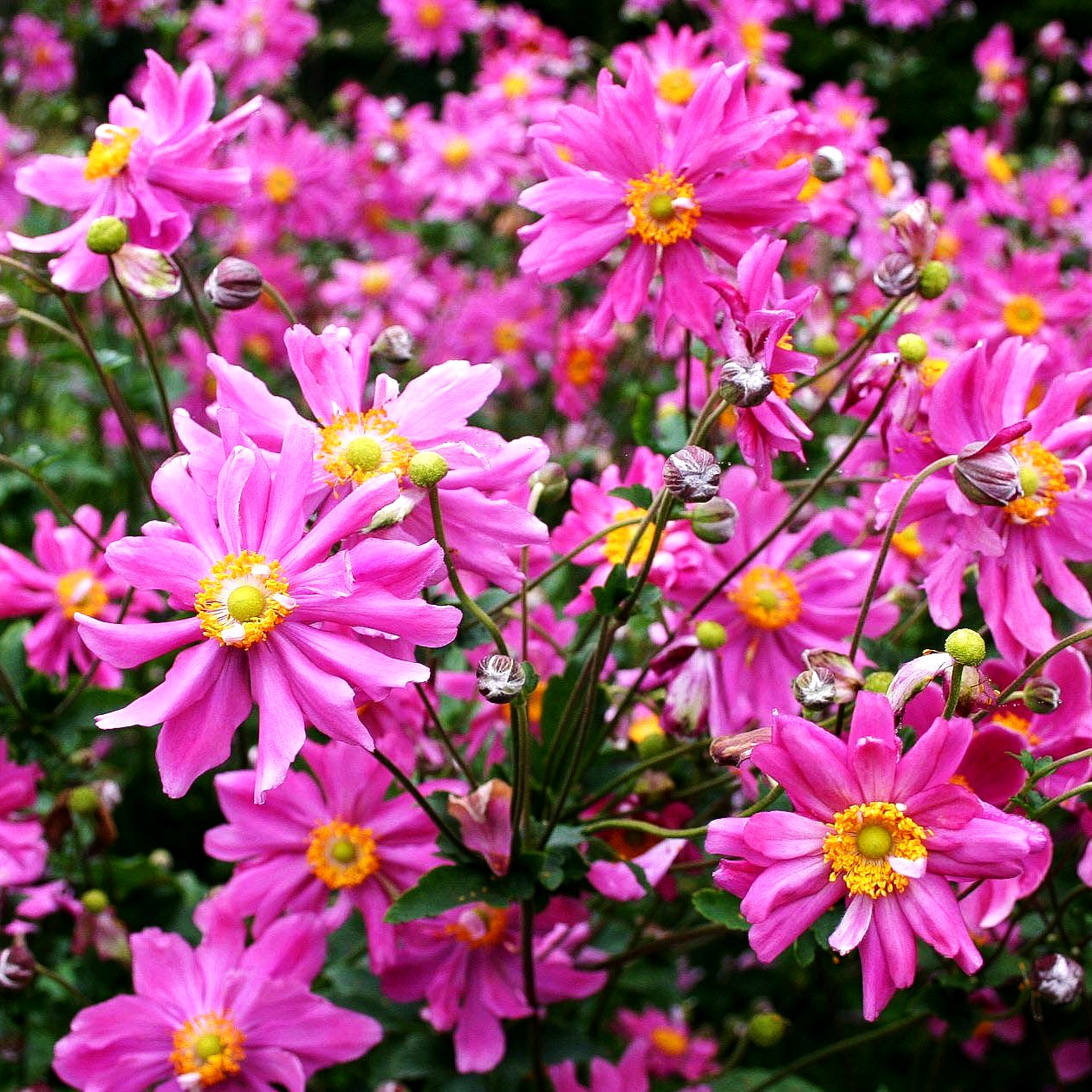Herbst-Anemone 'Prinz Heinrich' (Anemone japonica)