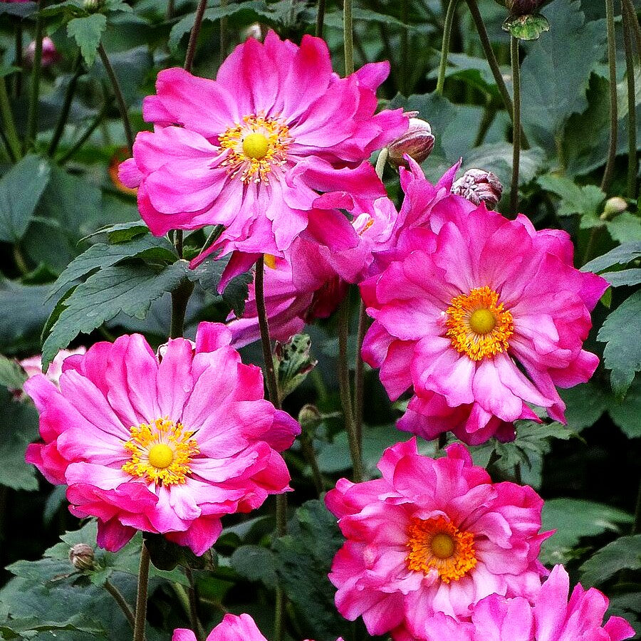 Herbst-Anemone 'Prinz Heinrich' (Anemone japonica)