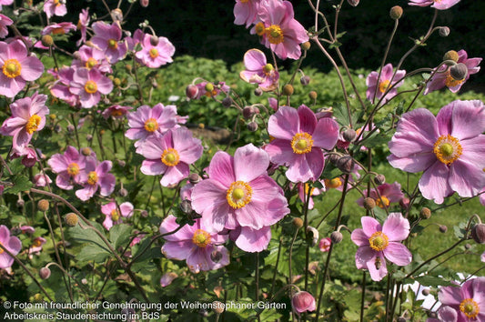 Herbst-Anemone 'Rosenschale' (Anemone japonica)