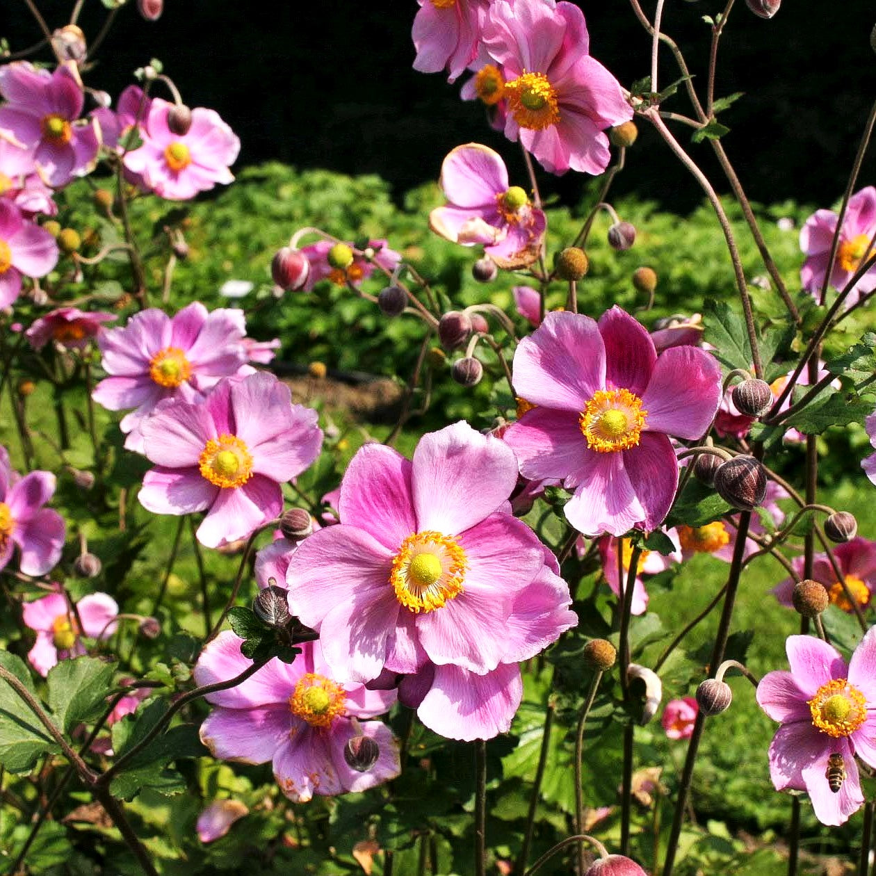 Herbst-Anemone 'Rosenschale' (Anemone japonica)