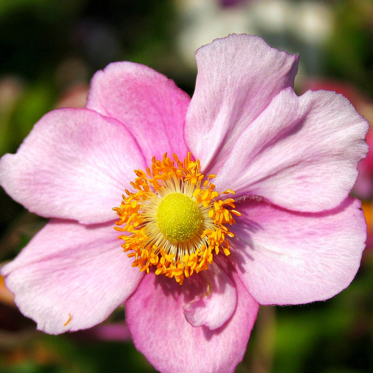 Herbst-Anemone 'Rosenschale' (Anemone japonica)