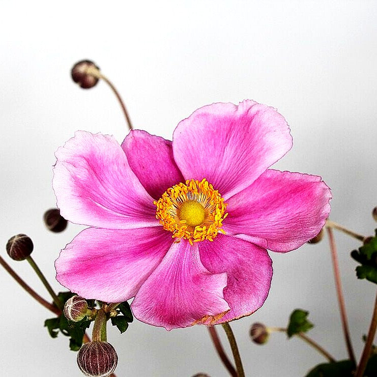 Herbst-Anemone 'Rosenschale' (Anemone japonica)