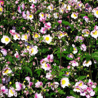 Herbst-Anemone 'September Charm' (Anemone hupehensis)