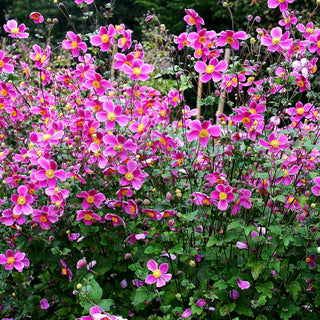 Herbst-Anemone 'Splendens' (Anemone hupehensis)