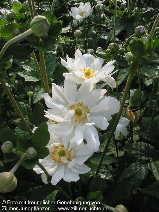 Herbst-Anemone 'Whirlwind' (Anemone japonica)