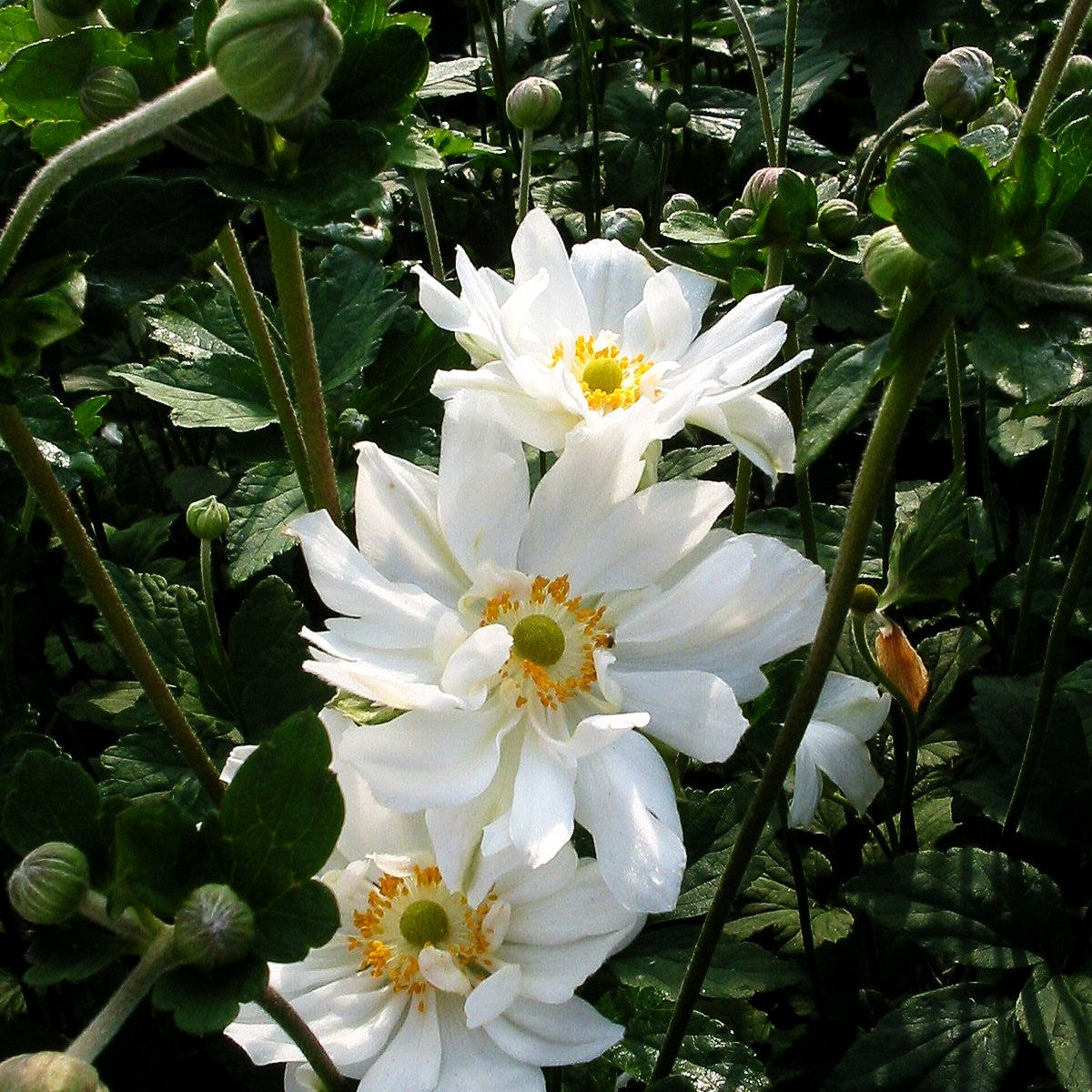 Herbst-Anemone 'Whirlwind' (Anemone japonica)
