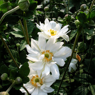 Herbst-Anemone 'Whirlwind' (Anemone japonica)