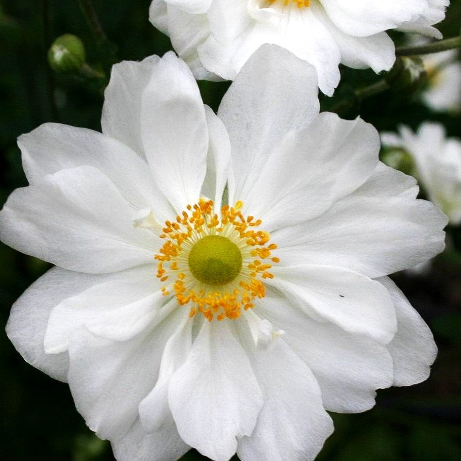 Herbst-Anemone 'Whirlwind' (Anemone japonica)