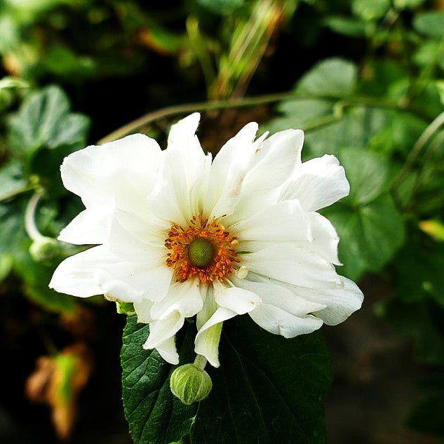 Herbst-Anemone 'Whirlwind' (Anemone japonica)