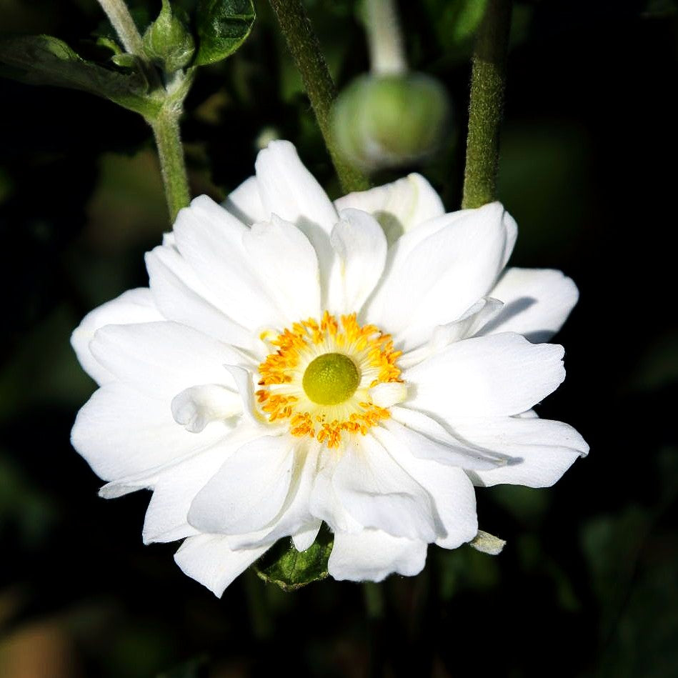 Herbst-Anemone 'Whirlwind' (Anemone japonica)