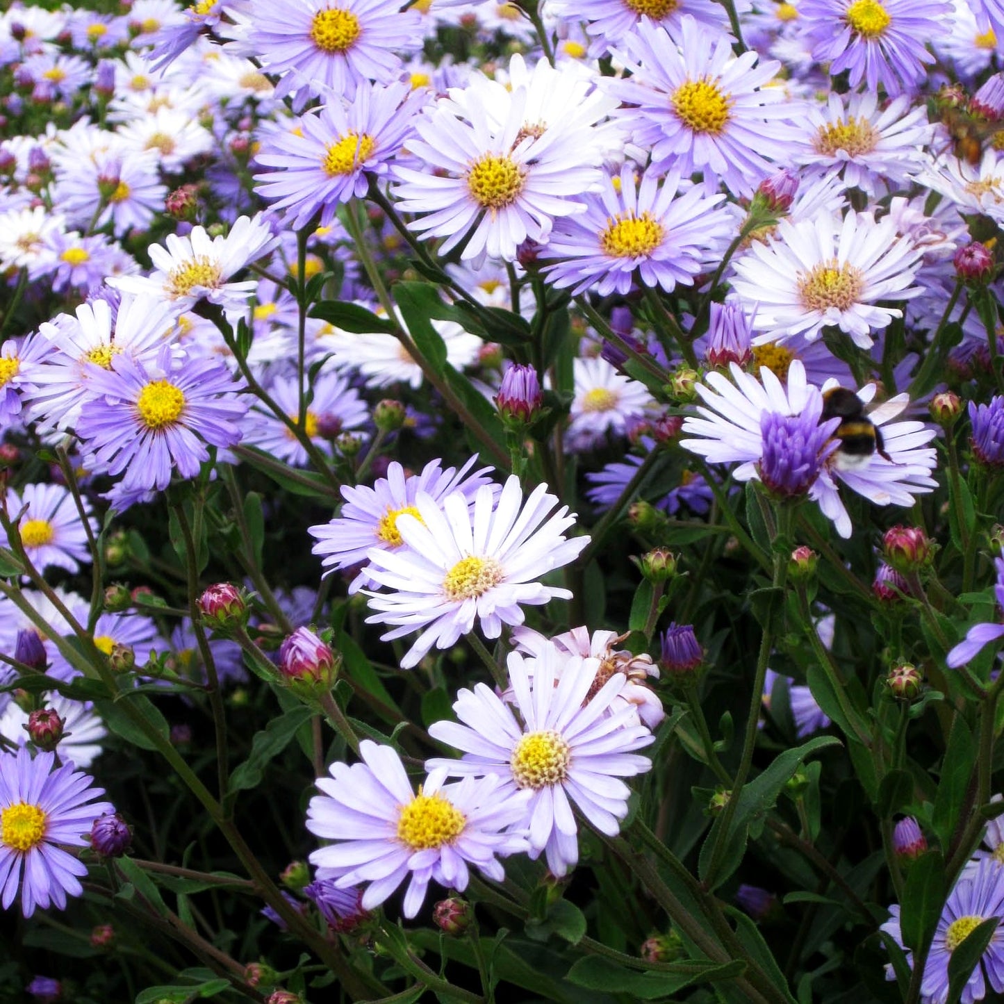 Herbst-Aster 'JS Barts Blue Beauty' (Aster x cult.)