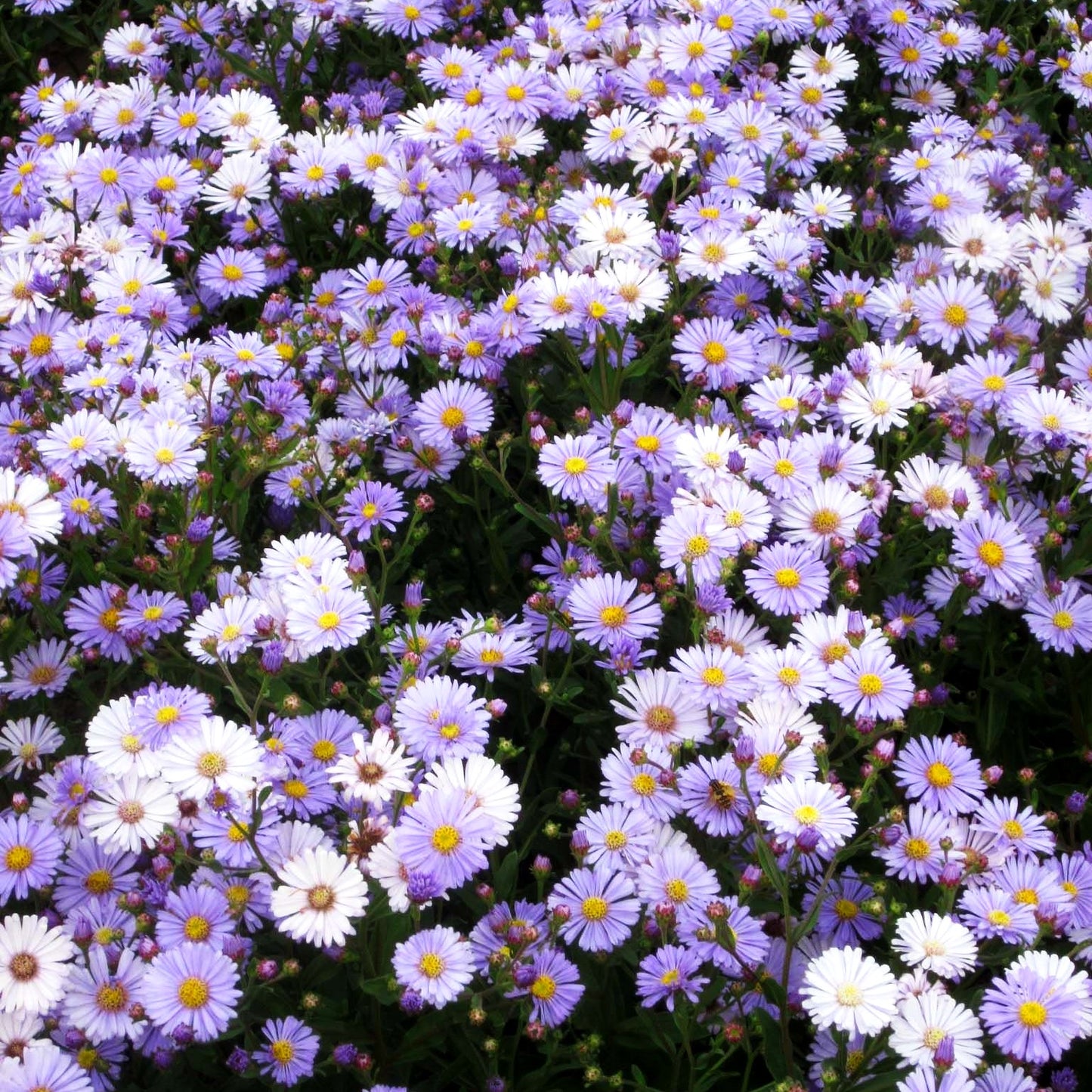 Herbst-Aster 'JS Barts Blue Beauty' (Aster x cult.)