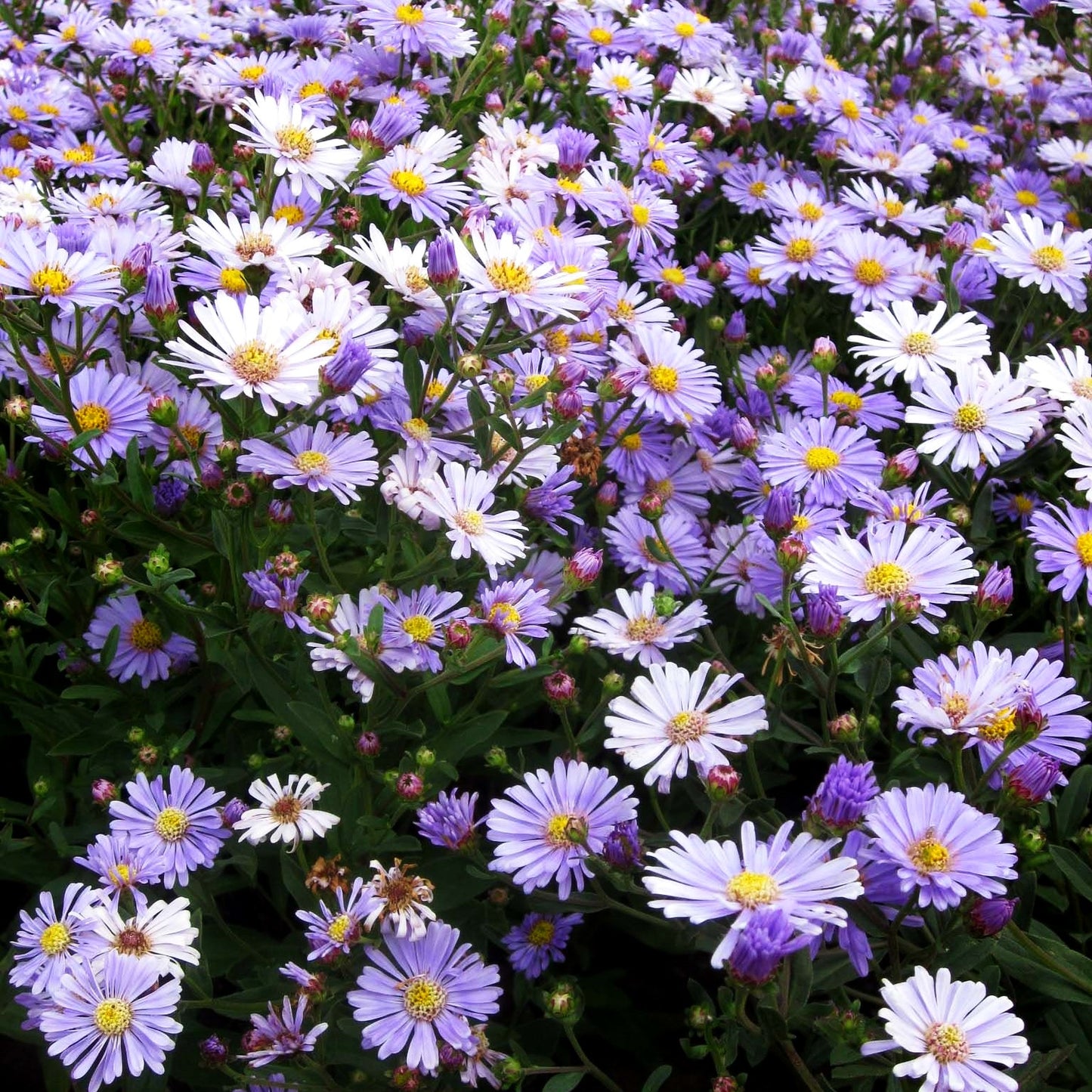 Herbst-Aster 'JS Barts Blue Beauty' (Aster x cult.)